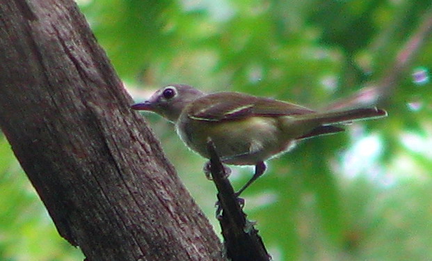 Blue-headed Vireo