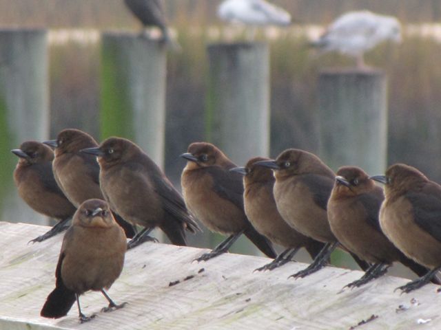Boat-tailed Grackles