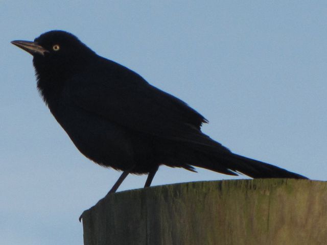 Boat-tailed Grackles