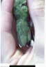 Broad-tailed Hummingbird