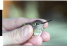 Broad-tailed Hummingbird