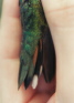 Broad-tailed Hummingbird