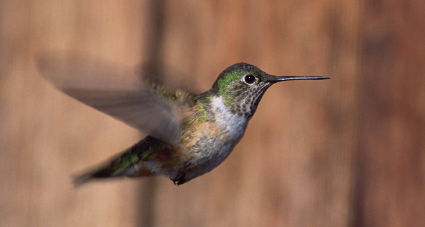 Broad-tailed Hummingbird