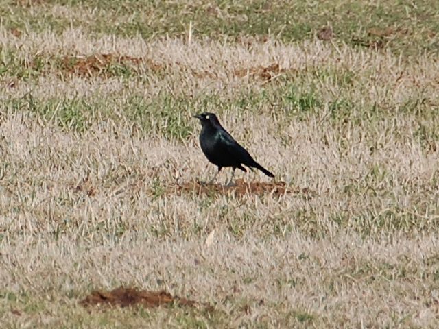 Brewer's Blackbird