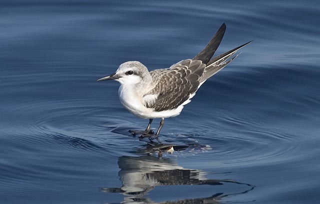 Bridled Terns