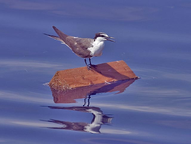 Bridled Terns
