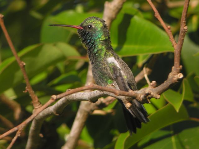Broad-billed Hummingbird