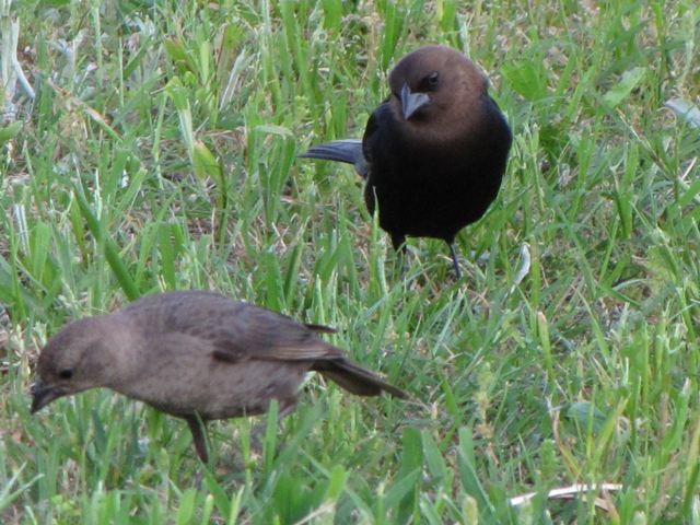 Brown-headed Cowbirds