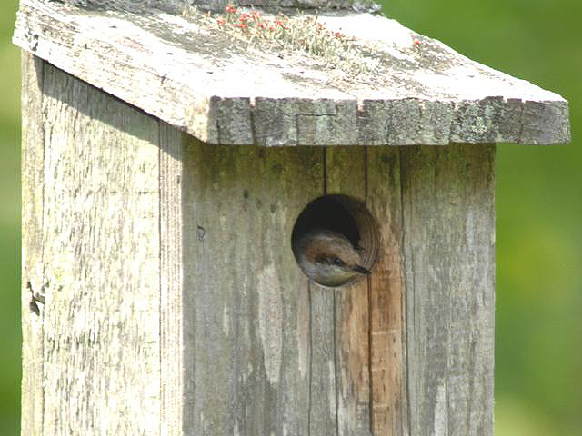 Brown-headed Nuthatch
