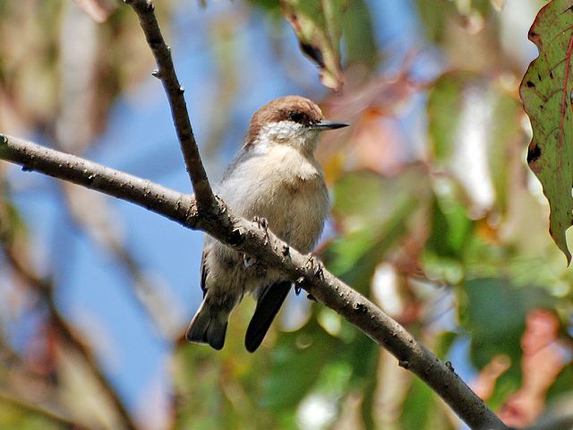 Brown-headed Nuthatches