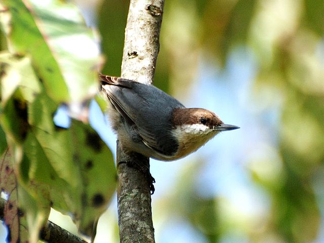Brown-headed Nuthatches