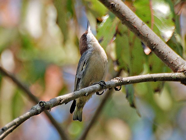 Brown-headed Nuthatches