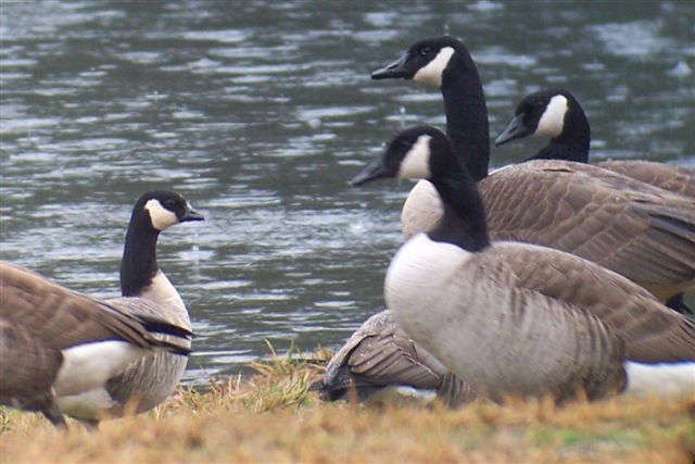 Cackling Geese
