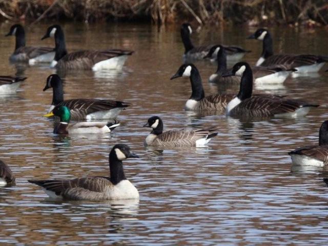 Cackling Goose