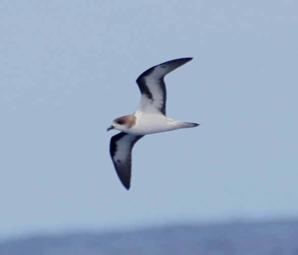 Bermuda Petrel