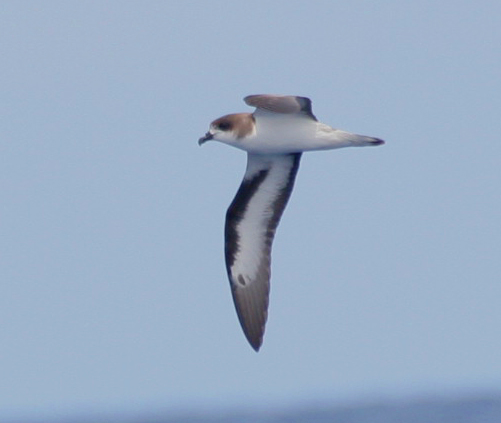 Bermuda Petrel