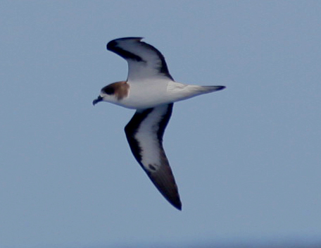 Bermuda Petrel