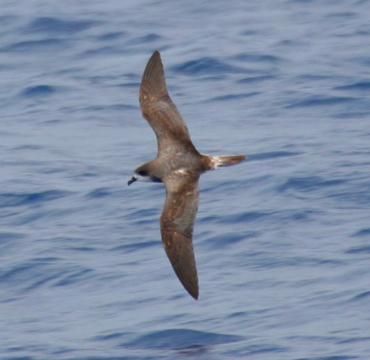 Bermuda Petrel