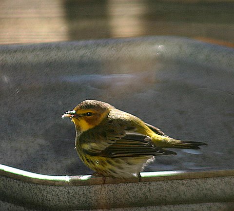 Cape May Warbler