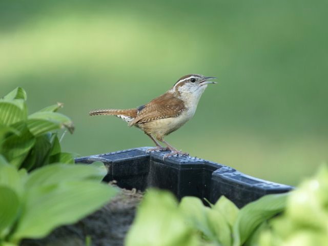Carolina Wrens