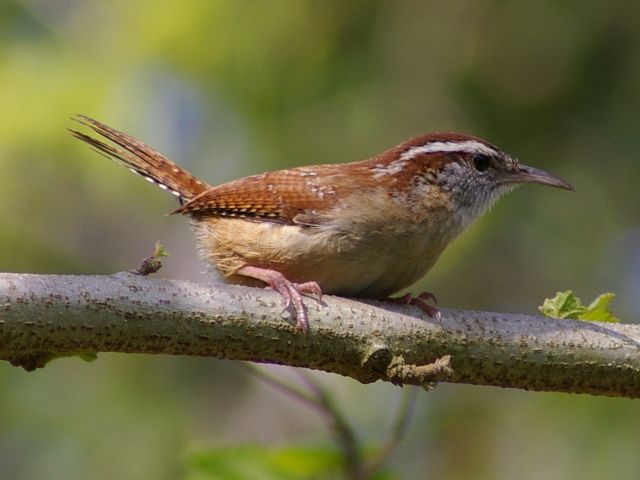 Carolina Wren