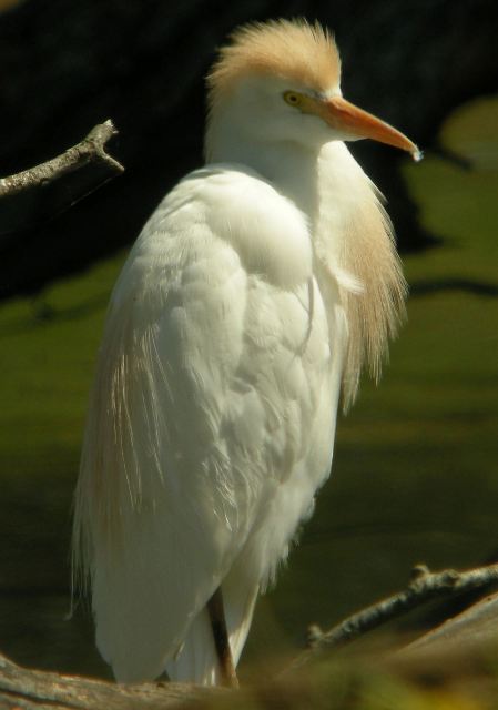Western Cattle-Egret
