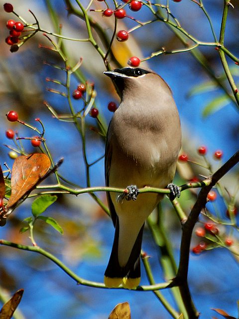 Cedar Waxwings