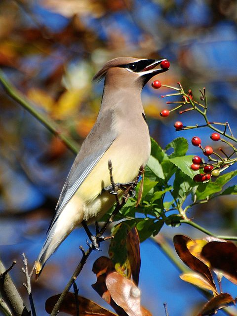 Cedar Waxwings