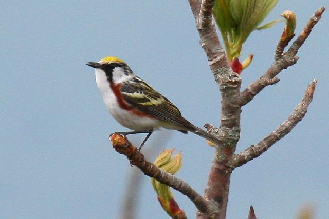 Chestnut-sided Warbler