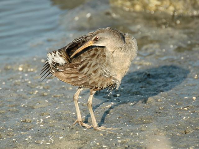 Clapper Rail