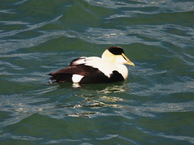 Common Eider