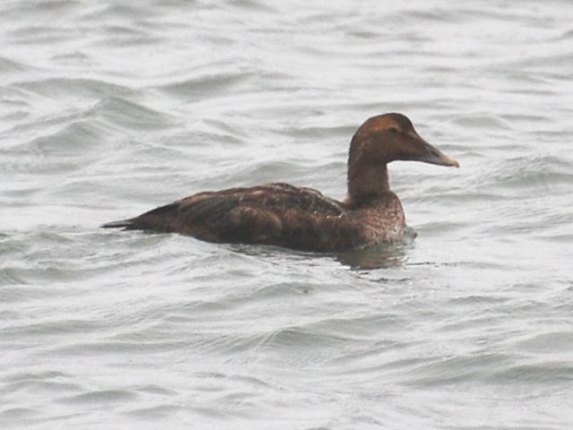 Common Eider