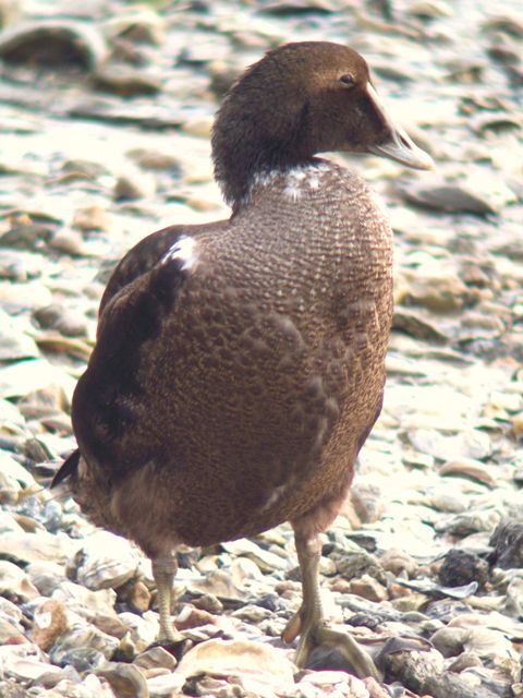 Common Eider