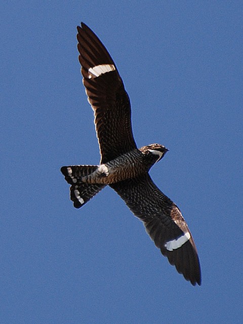 Common Nighthawk