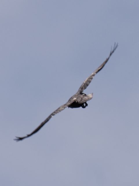 Common Raven