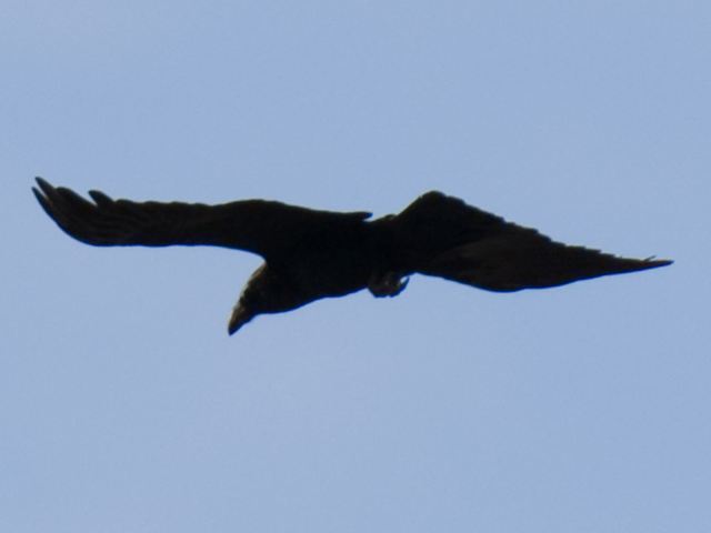 Common Raven
