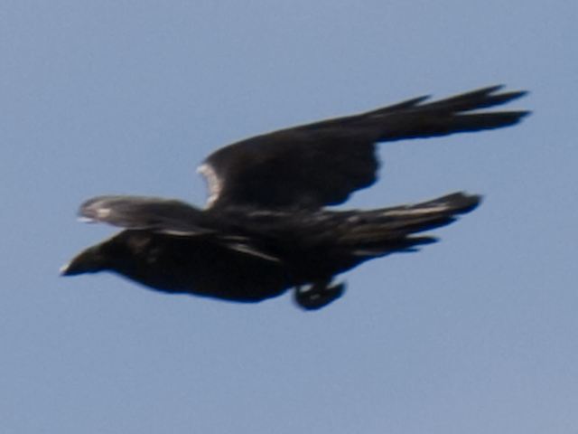 Common Raven