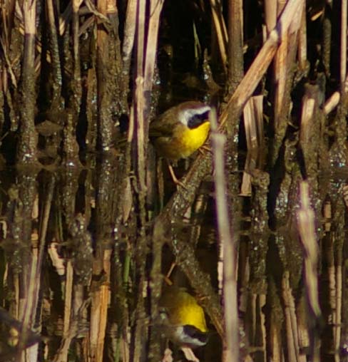 Common Yellowthroat