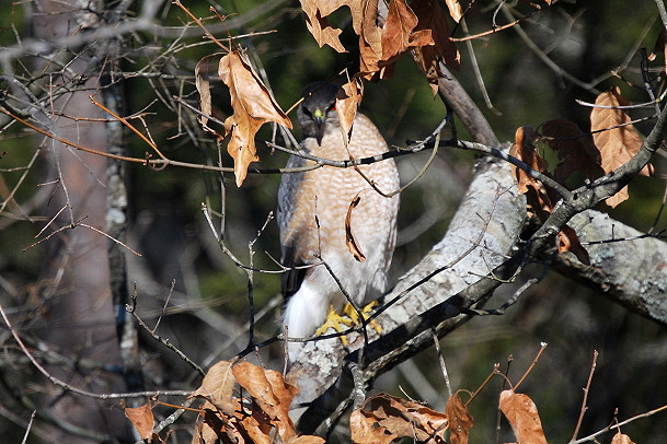 Cooper's Hawk