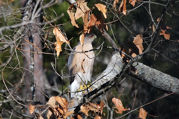 Cooper's Hawk