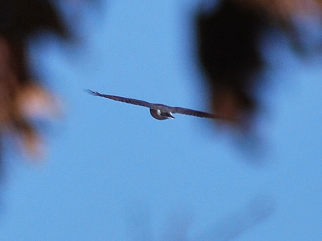 Cooper's Hawk