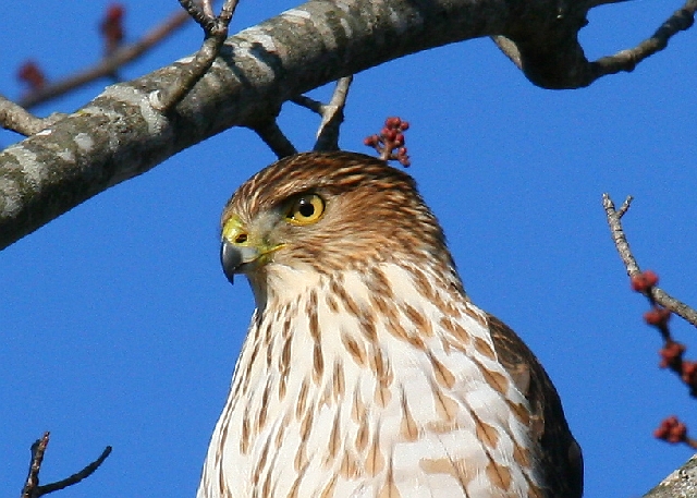 Cooper's Hawk