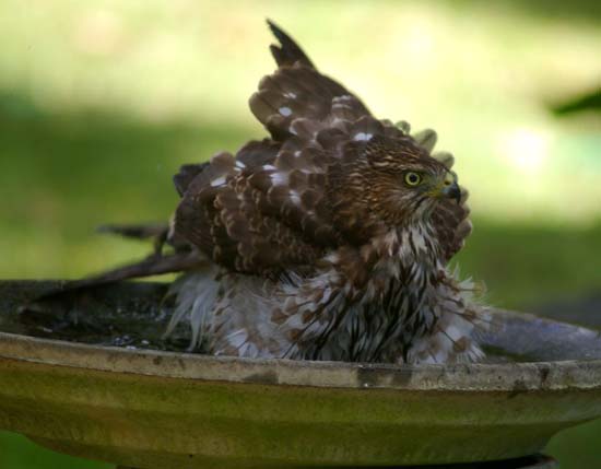 Cooper's Hawk
