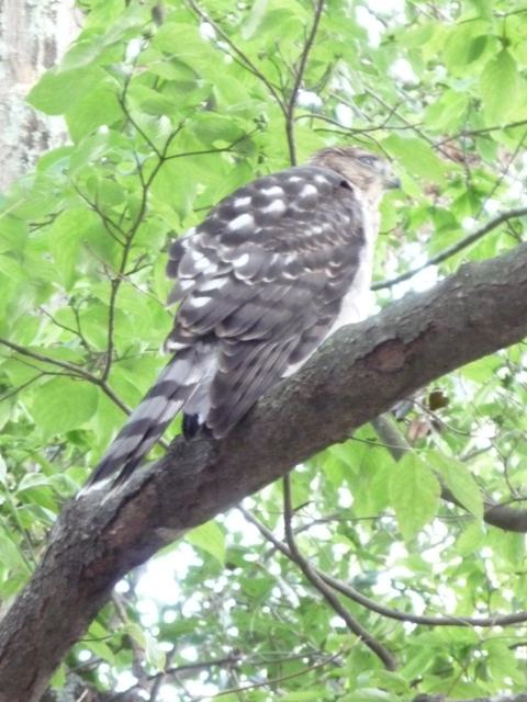 Cooper's Hawk