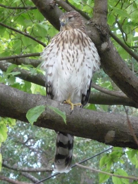 Cooper's Hawk