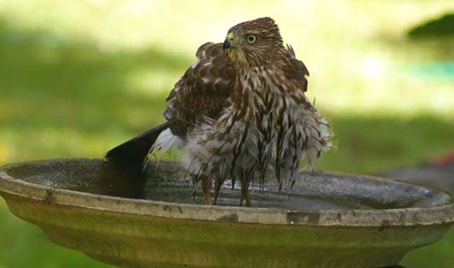 Cooper's Hawk