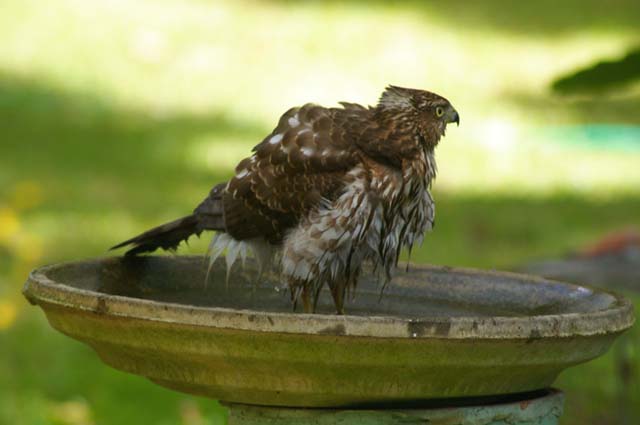 Cooper's Hawk