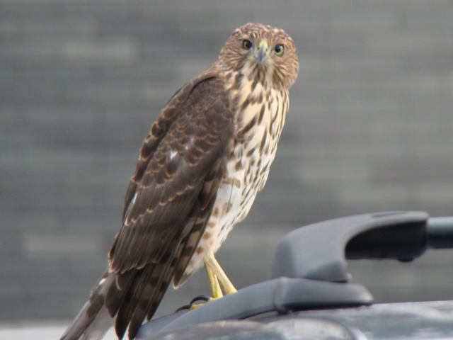 Cooper's Hawk