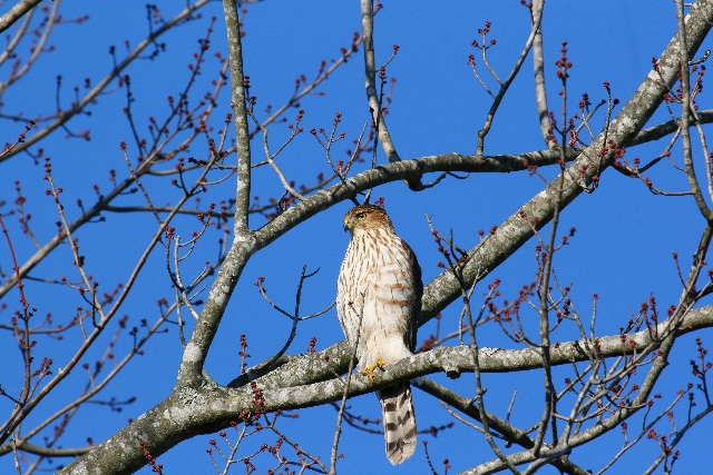 Cooper's Hawk