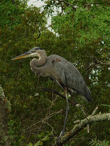 Great Blue Heron and Osprey